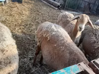 Schaf, Arashan sheep — Foto 8
