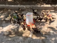 Ducks — Foto 2