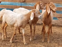 Қошқар, Arashan sheep — 1-сурет