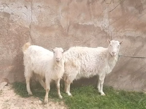 Ziege, Russian White goat