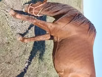 Hengst, Thoroughbred horse — Foto 2