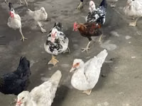 Ducks — 照片 7