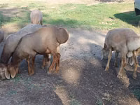 كبش, Hissar sheep — الصورة 4