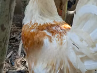 Chickens — 照片 2