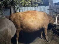 गाय, Simmental cattle — फ़ोटो 2