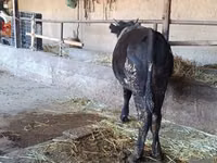 母牛, Alatau breed — 照片 2