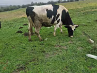 母牛, Russian Black pied cattle — 照片 5