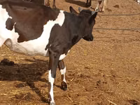 Kuh, Russian Black pied cattle — Foto 3