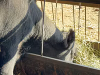 Bulle, Aberdeen-Angus — Foto 8