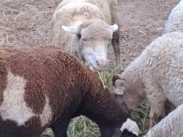 نعجة, Merino sheep