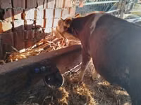 Bulle, Simmental cattle — Foto 3