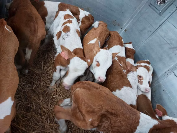 सांड, Simmental cattle