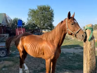 Horse (M), Kazakh horse — photo 3