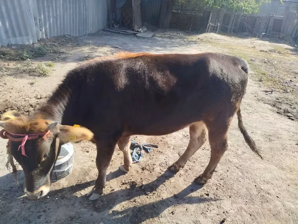 गाय, अलाताऊ नस्ल