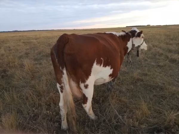 गाय, Simmental cattle — कज़ाखस्तान