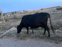 بقرة, أبردين - أنغوس — الصورة 6