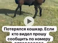 Овца, Бараны — фото 2