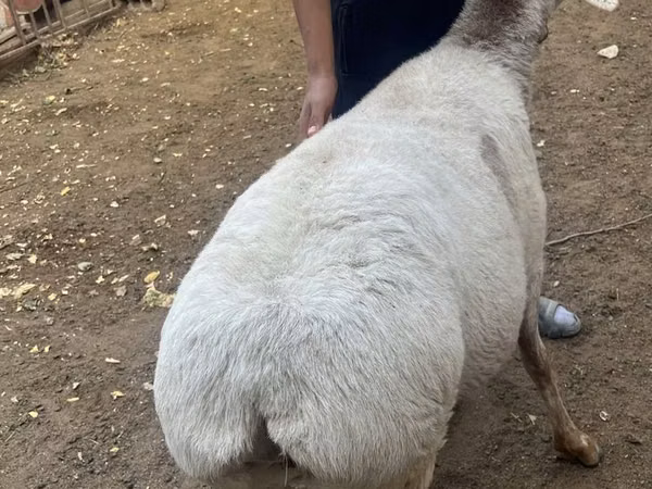 نعجة, الأغنام