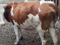 بقرة, Simmental cattle — الصورة 1