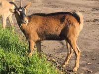 Echki, Alpine goat — 6-rasm