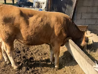ثور, Simmental cattle — الصورة 2