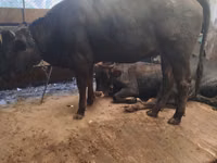 母牛, Swiss cattle — 照片 1