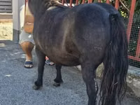 Stute, American shetland pony — Foto 3