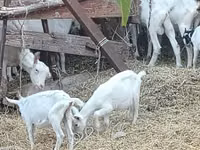 Echki, Saanen goat — 3-rasm