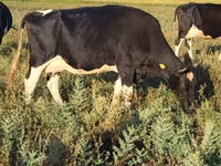 Kuh, Holstein-Rasse — Foto 6