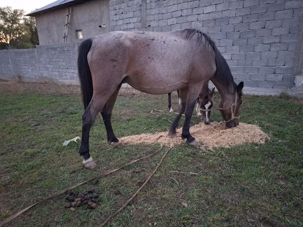 Mare, Horses