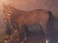 Horse (M), Horses — photo 2