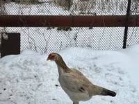 Chickens — photo 5