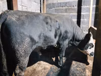 公牛, Kazakh White-headed cow — 照片 1