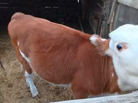 गाय, Simmental cattle — फ़ोटो 1