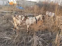 Ziege, Nubian Goat — Foto 3