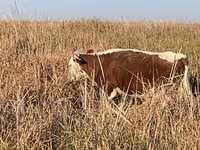 公牛, Kazakh White-headed cow — 照片 2