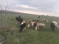 母牛, Cattle — 照片 2