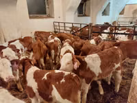 ثور, Simmental cattle — الصورة 4