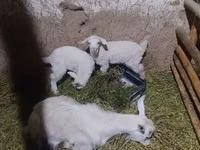 Ziege, Alpine goat — Foto 1