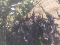 Turkeys — Foto 2