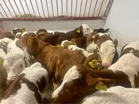 Rinder (Partie, Geschlecht nicht angegeben), Simmental cattle — Foto 3
