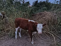 Kuh, Simmental cattle — Foto 2