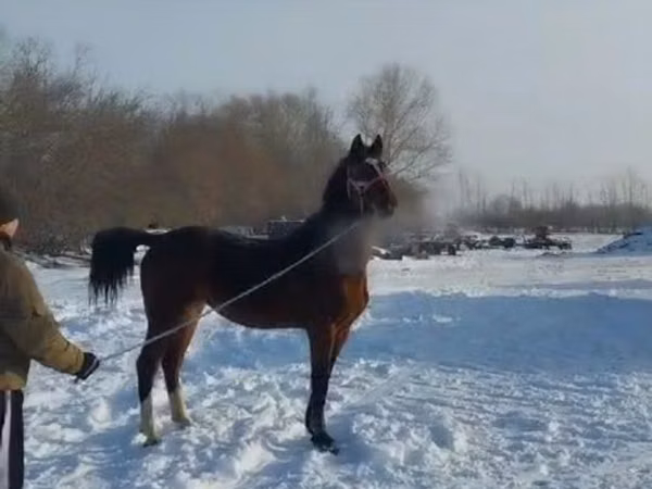 Hengst, Pferde — Kasachstan