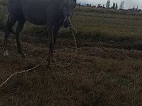 Caballo, Thoroughbred horse — foto 5