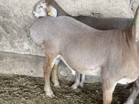 كبش, Arashan sheep — الصورة 5