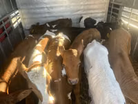 Rinder (Partie, Geschlecht nicht angegeben), Simmental cattle — Foto 5