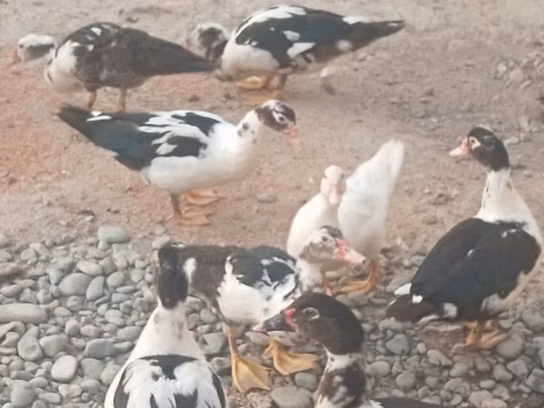 Ducks