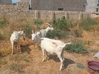 Ziege, Saanen goat — Foto 4