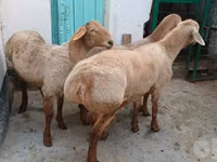 Ram, Sheep — photo 5