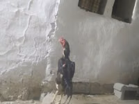 Chickens — الصورة 2